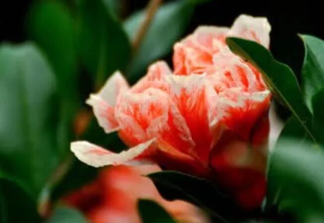 发早安朋友圈点赞最高的句子文案