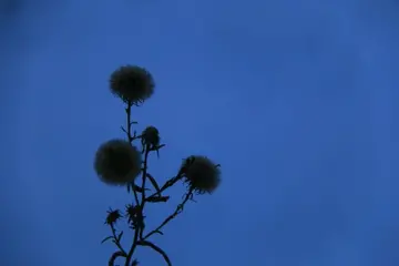 人生若如初相见语录文案