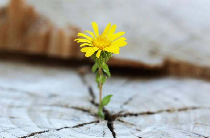 关于生命的感悟