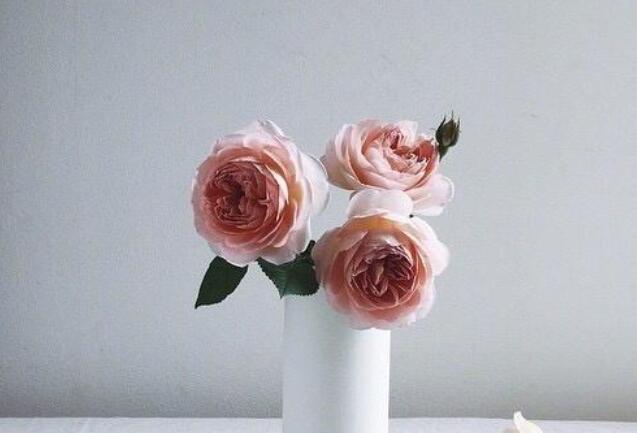 知乎上优美句子文案