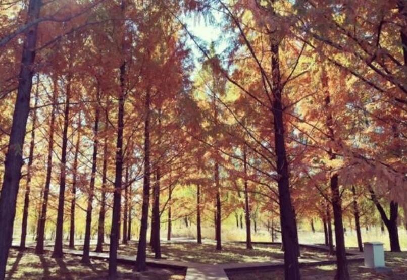 描写秋天水杉树的诗句文案