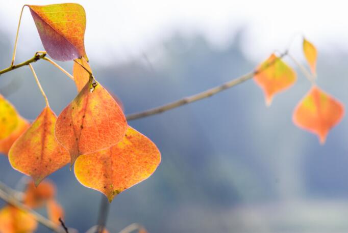 人生苦短感悟的说说文案