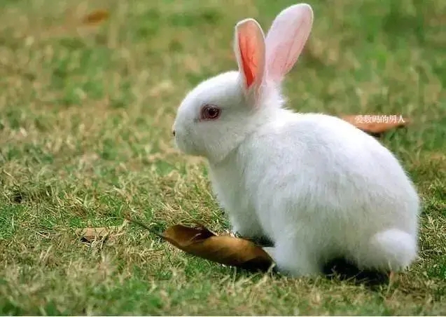 描写动物的句子文案