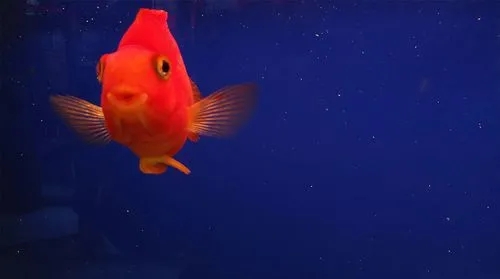 鱼七秒记忆的感人短句