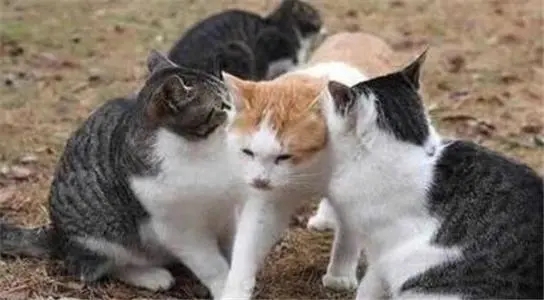 秀恩爱的文案简短沙雕