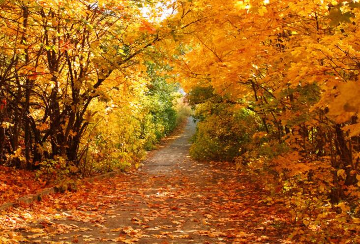 我爱秋天的句子文案