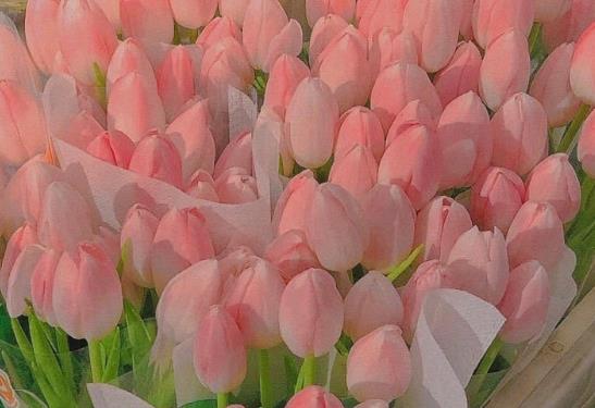 优美句子文案摘抄大全