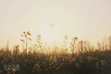 调侃风景的句子文案