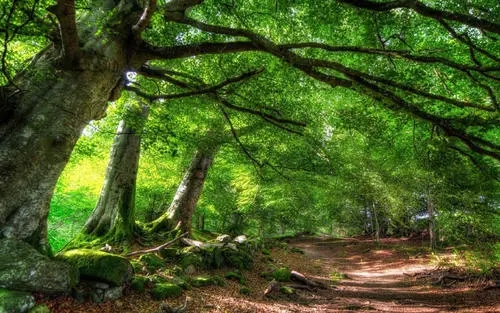 你是否听说过森林的美丽写一段话