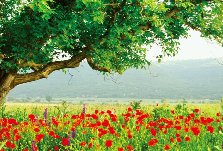 绿树和红花优美的句子文案