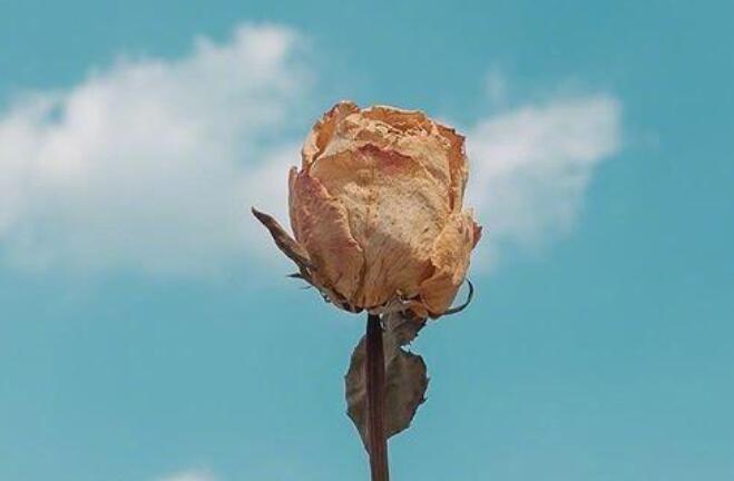 做微商早安与正能量一句话