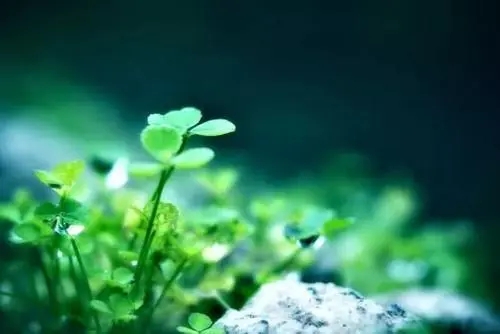 适合说早安的名言名句文案