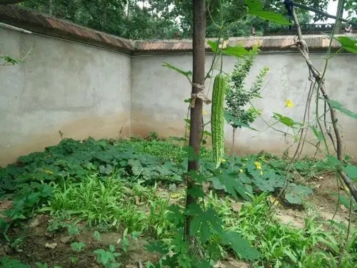 描写庭院小菜园的诗句文案