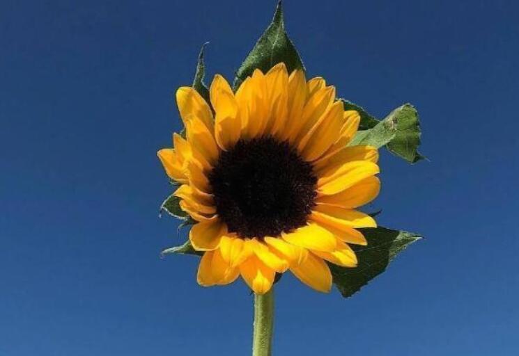 关于学会独立的名言