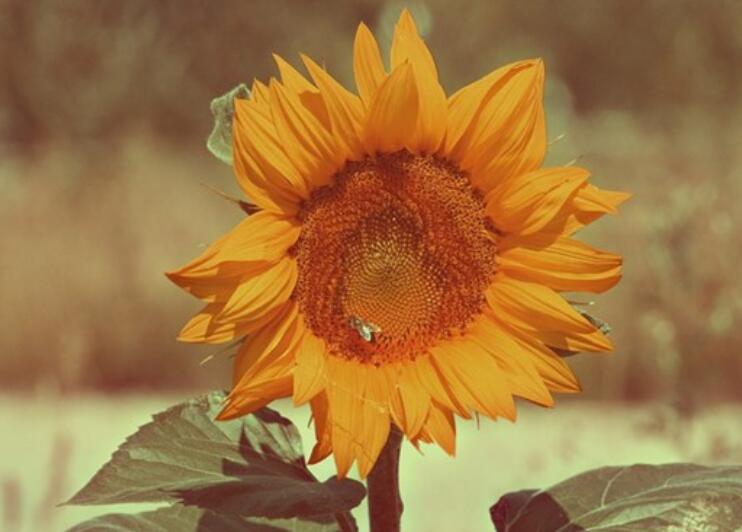 对公司的感恩感言30字