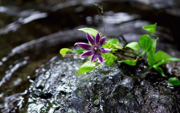 赞美佛教的诗句文案大全