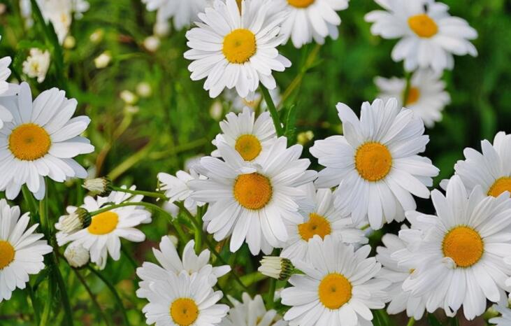 正能量早安问候语简短一句话