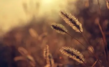 关于自尊的段落摘抄