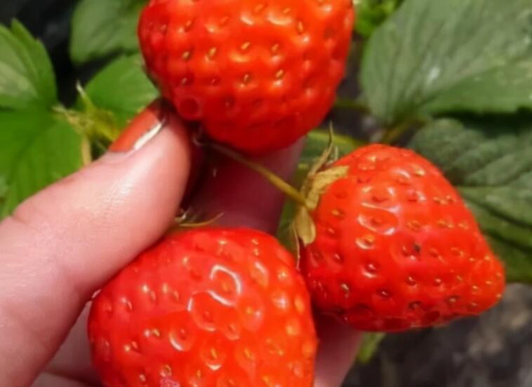 采摘幽默句子文案