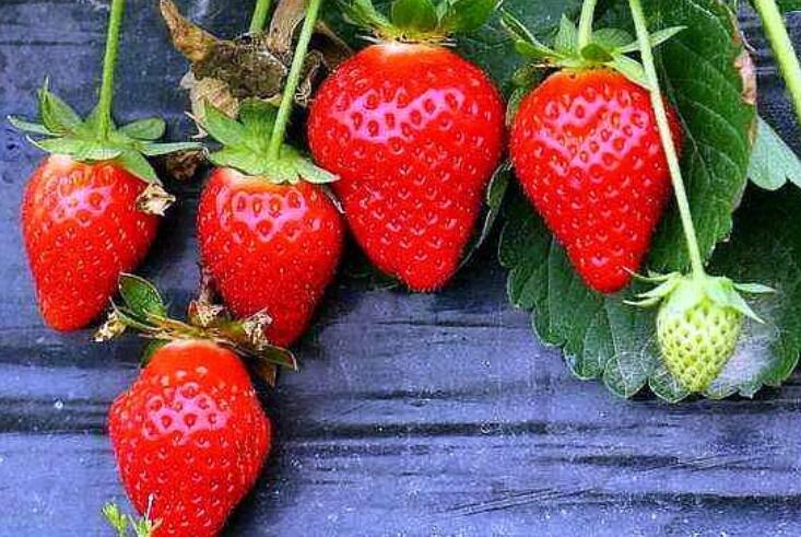 形容采摘草莓的短句