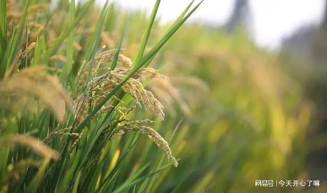 以后造句子文案大全一年级