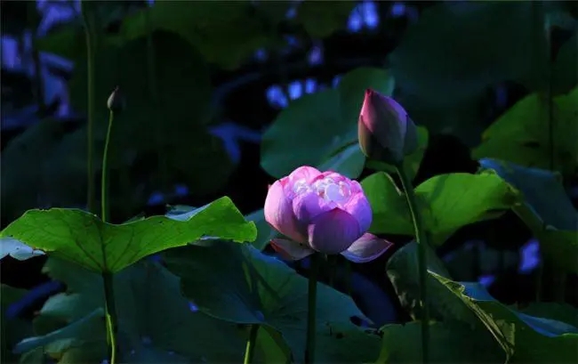 八个字的优美句子文案有哪些