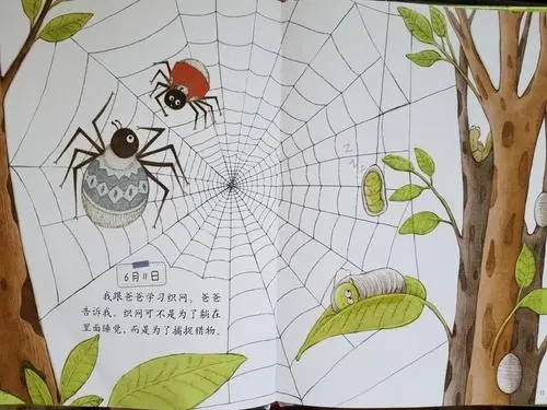 写蜘蛛的句子文案