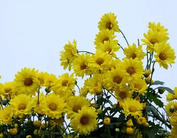 寄语天堂里的爸爸妈妈