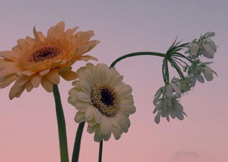 命运的句子文案说说心情