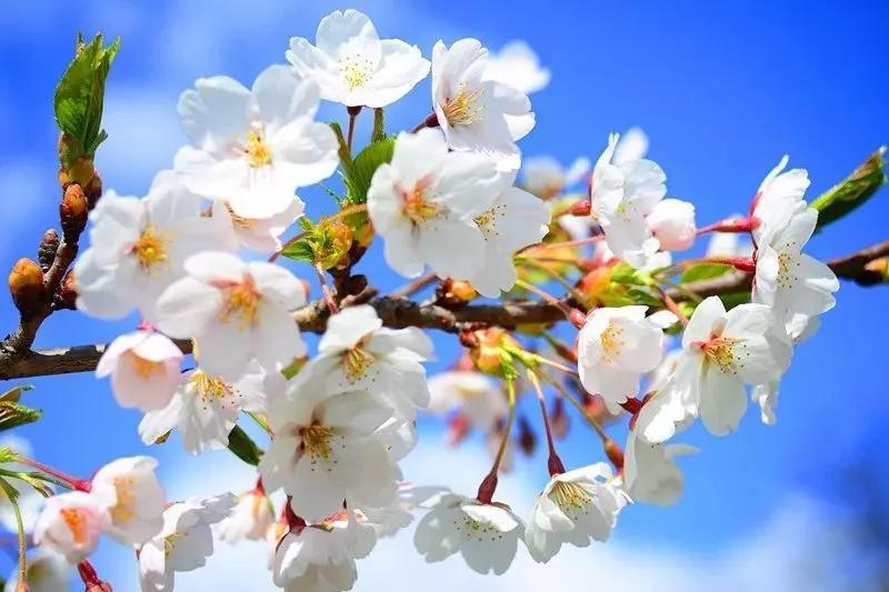 表达花落惋惜的句子文案