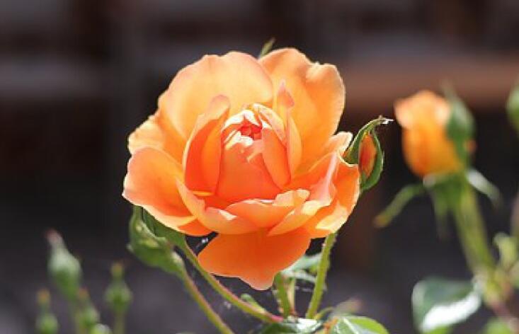 关于生命的优美句子文案