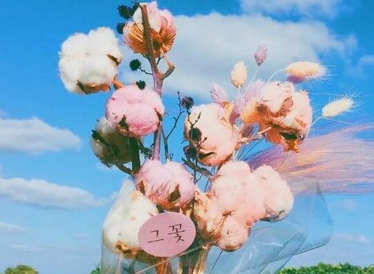 世间温柔美好的句子文案