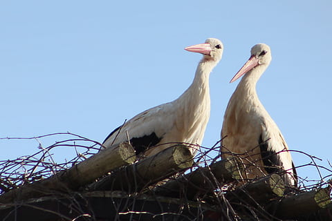 对一个心仪的女孩表白的句子文案