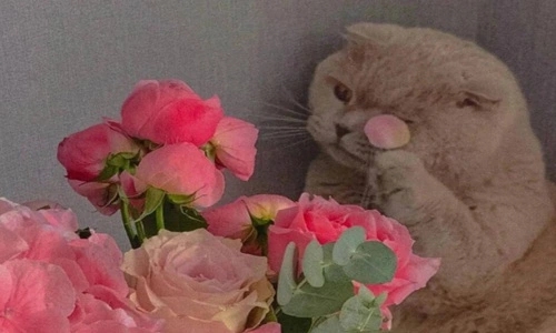 心情美美哒朋友圈短句