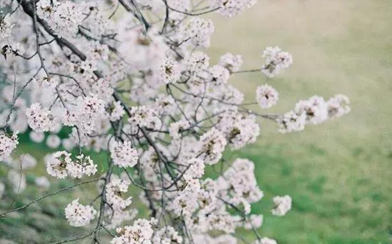 对一份感情执着的句子文案