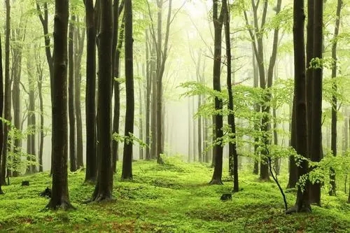 关于绿色森林的古诗词