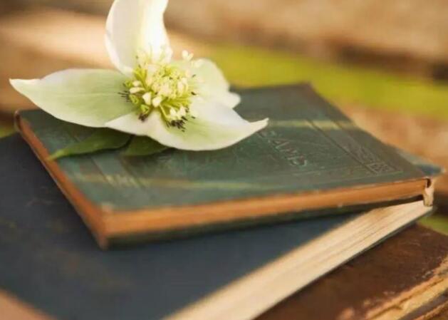 晒孩子认真看书的语句文案