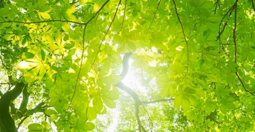 夏天的句子文案短句唯美摘抄