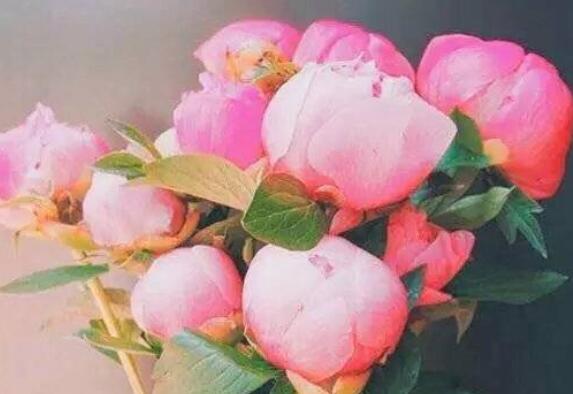 表达独爱一人的诗句文案