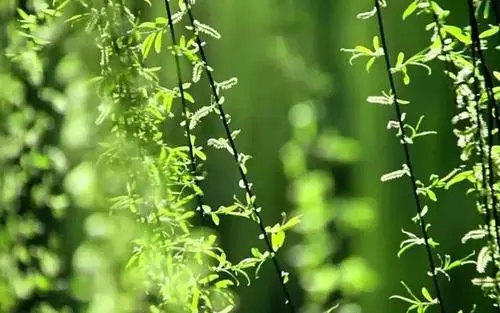 春天和夏天交接的诗句文案