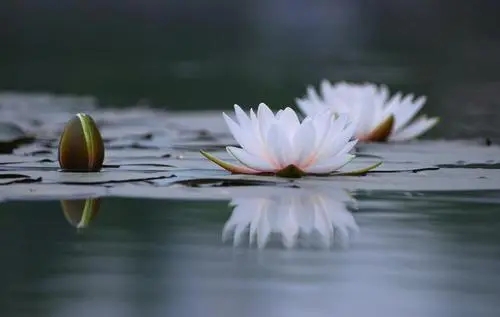 生活回归平淡的句子文案