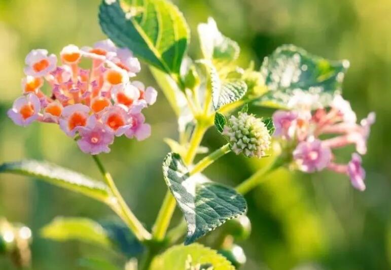 关于文明的优美句子文案