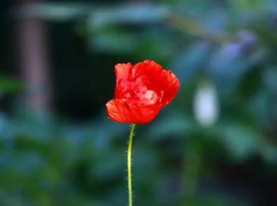 早上好经典短信