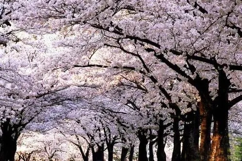 浪漫樱花的唯美句子文案