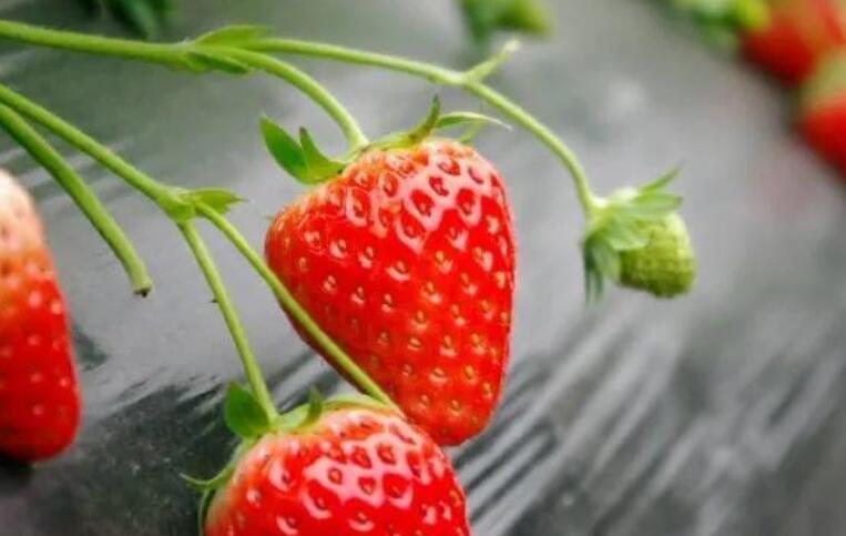 周末采摘草莓心情短语