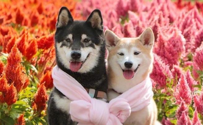 可爱甜蜜的句子文案说说心情