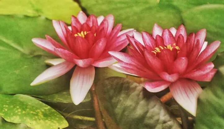 荷花禅意句子文案