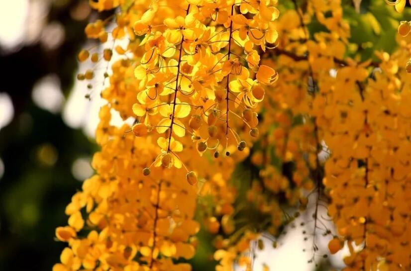 描写处暑的古诗