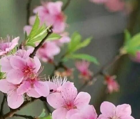 赏桃花发朋友圈怎么写