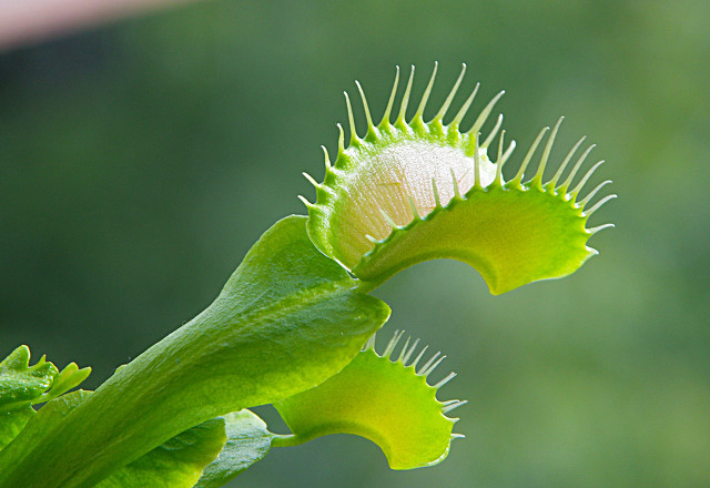 初一句子文案翻译题